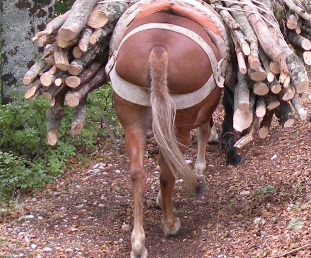 A ognuno il suo SEDERE!